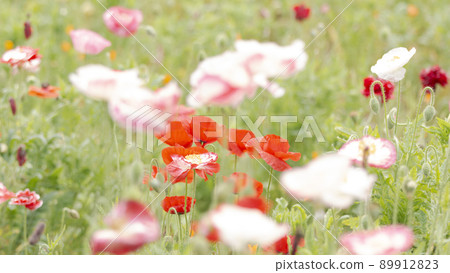 Poppy in Kurihama Flower Park, Yokosuka City, Kanagawa Prefecture Poppy in Kurihama Flower Park, Yokosuka City, Kanagawa Prefecture 89912823