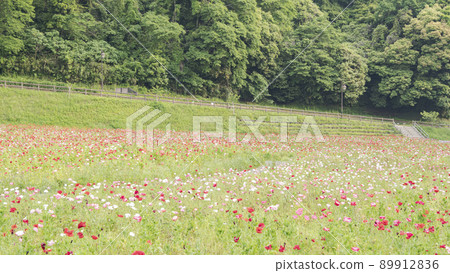 神奈川縣橫須賀市栗浜花卉公園的罌粟 神奈川縣橫須賀市栗浜花卉公園的罌粟 89912836