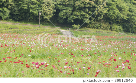 神奈川縣橫須賀市栗浜花卉公園的罌粟 神奈川縣橫須賀市栗浜花卉公園的罌粟 89912840