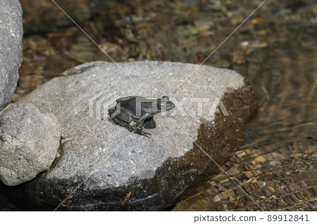 Red-headed frog 89912841