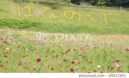 神奈川縣橫須賀市栗浜花卉公園的罌粟 神奈川縣橫須賀市栗浜花卉公園的罌粟 89912842