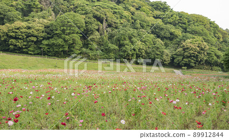 Poppy in Kurihama Flower Park, Yokosuka City, Kanagawa Prefecture Poppy in Kurihama Flower Park, Yokosuka City, Kanagawa Prefecture 89912844