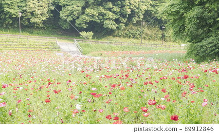 Poppy in Kurihama Flower Park, Yokosuka City, Kanagawa Prefecture 89912846