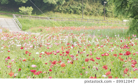 Poppy in Kurihama Flower Park, Yokosuka City, Kanagawa Prefecture Poppy in Kurihama Flower Park, Yokosuka City, Kanagawa Prefecture 89912847