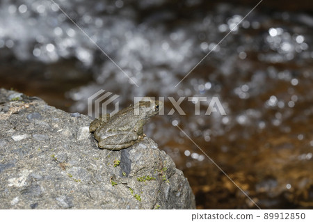 Red-headed frog Red-headed frog 89912850