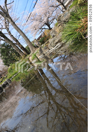 [素材圖片] 櫻花盛開的公園 89912936