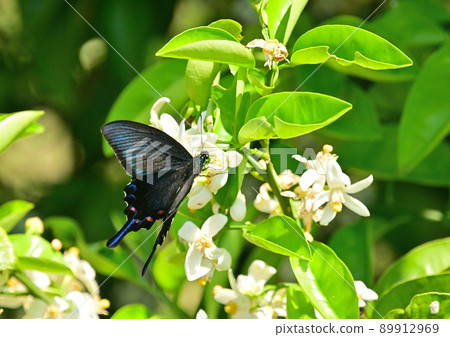 中國孔雀蝴蝶吸蜜 89912969