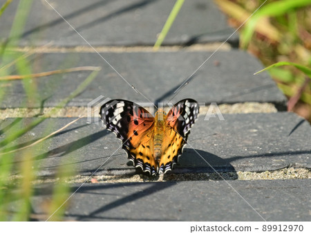 爪爪的女性 89912970