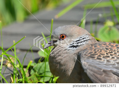 蹲著的斑鳩 89912971