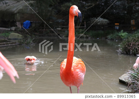 Flamingo American flamingo 89913365