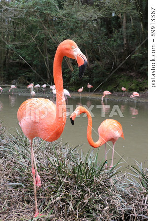 Flamingo American flamingo Flamingo American flamingo 89913367