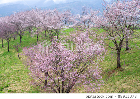 櫻花林立的道路驛站 花之站 千曲川附近的景色 早春的風景 89913378