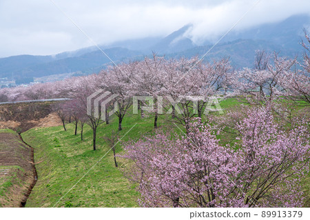 櫻花林立的道路驛站 花之站 千曲川附近的景色 早春的風景 89913379