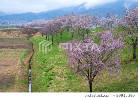 櫻花林立的道路驛站 花之站 千曲川附近的景色 早春的風景 89913380