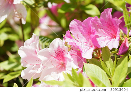 Azalea flower in full bloom close-up Azalea flower in full bloom close-up 89913604