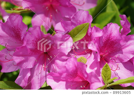 杜鵑花盛開特寫 杜鵑花盛開特寫 89913605