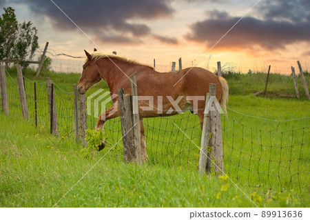 A Male Flaxen Chestnut Horse Stallion Colt with his Foot Caught in a Wire Fence Trying to Remove it A Male Flaxen Chestnut Horse Stallion Colt with his Foot Caught in a Wire Fence Trying to Remove it 89913636