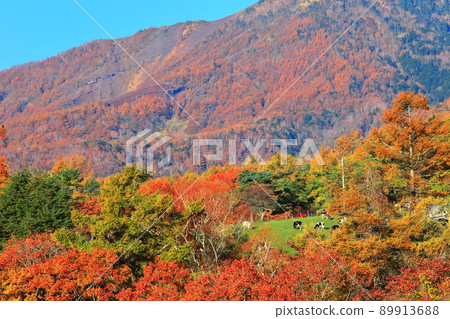 [山梨縣]秋色的八岳 89913688