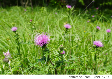 Itako City, Ibaraki Prefecture A close-up image of a landscape of thistle flowers blooming in the forest of the fresh green water townspeople 89913783