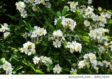 茨城縣鹿島市初夏的森林道路上盛開的白色野玫瑰花的形象 89913844