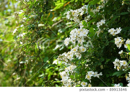 Kashima City, Ibaraki Prefecture Image of white flowers of wild roses blooming on forest roads in early summer Kashima City, Ibaraki Prefecture Image of white flowers of wild roses blooming on forest roads in early summer 89913846