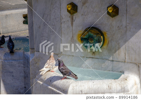 Pidgins drinking water from a fountain in Knez Mihailova street in Belgrade 89914186