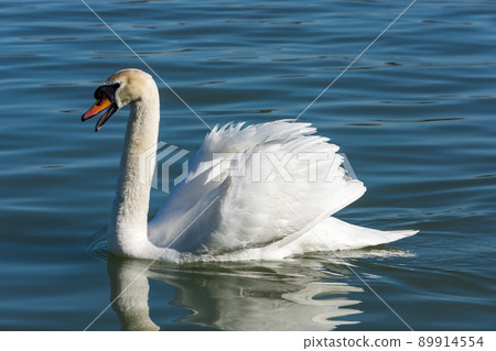 White swan swimming in the blue water of Danube river in Belgrade, Serbia 89914554