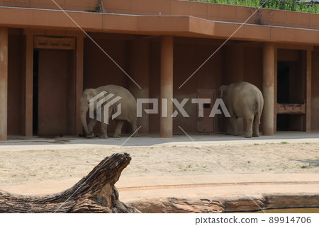 Asian Elephant_Higashiyama Zoo 89914706