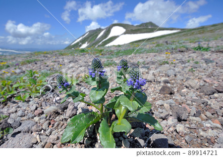 Lagotis glauca and Mt. Hakuun (Daisetsuzan, Hokkaido) 89914721