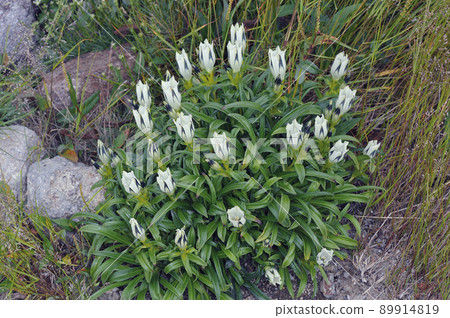 Gentiana scabra (Daisetsuzan, Hokkaido) Gentiana scabra (Daisetsuzan, Hokkaido) 89914819