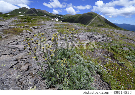 Artemisia arctica and Takanegahara (Daisetsuzan, Hokkaido) 89914833