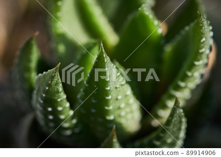 Closeup macro cactus details stock photo 89914906