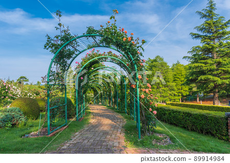 帶花拱的玫瑰園風景 帶花拱的玫瑰園風景 89914984
