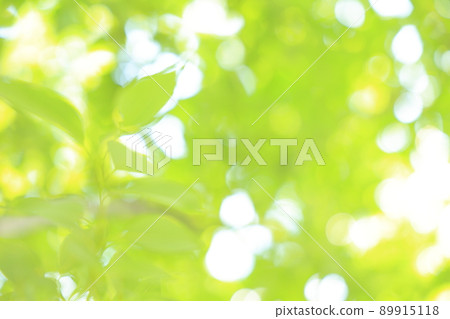 Image of comfortable sunbeams looking up while walking in the forest bath 89915118