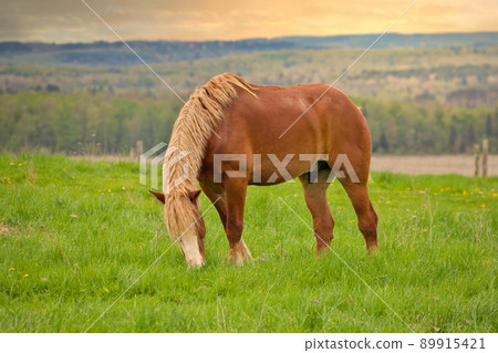 A Male Flaxen Chestnut Horse Stallion Colt Grazing in a Pasture Meadow with a Golden Sunset 89915421