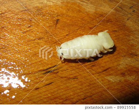 Striped jack that was parasitic in the oral cavity of striped jack 89915558