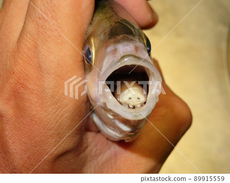 Striped jack that was parasitic in the oral cavity of striped jack 89915559
