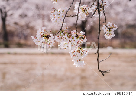 櫻花樹在春天盛開 櫻花樹在春天盛開 89915714