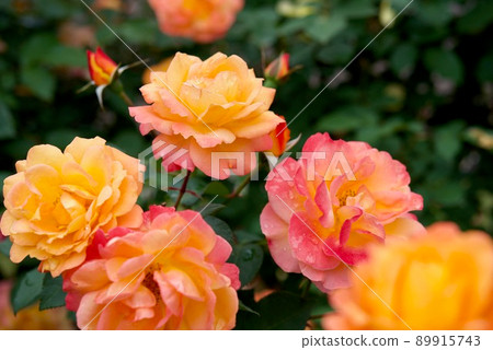 Anne's Rose Svenir de Anne Frank 89915743