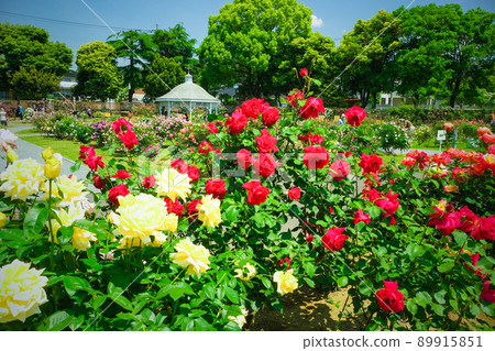 Colorful rose garden 89915851