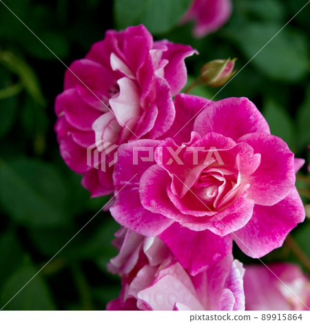 Brilliant Pink Iceberg 89915864