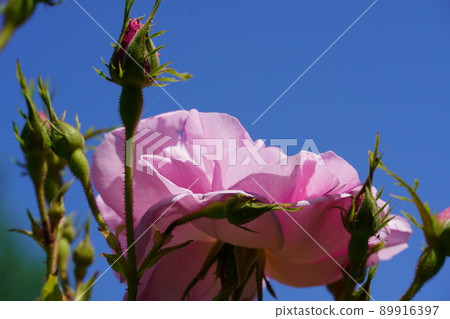 Rosa & Berry Tawada with blooming roses and clematis Rosa & Berry Tawada with blooming roses and clematis 89916397