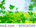 A landscape of grass that is healed by the beautiful fresh green of spring 89916500