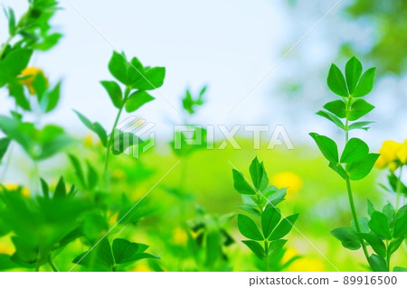 A landscape of grass that is healed by the beautiful fresh green of spring A landscape of grass that is healed by the beautiful fresh green of spring 89916500