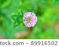 Spring wild grass red clover that shines in a glittering green background 89916502