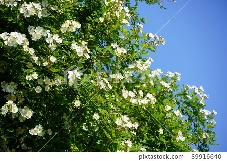 Rosa & Berry Tawada with blooming roses and clematis 89916640
