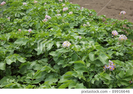 Potato field 89916646