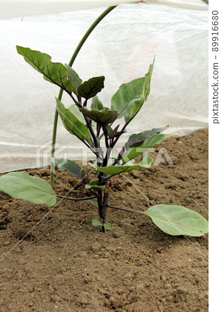 茄子的栽培 89916680