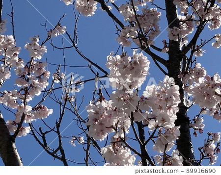 Cherry Blossoms	 89916690