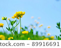 Bright blue sky and cute yellow flowers 89916691